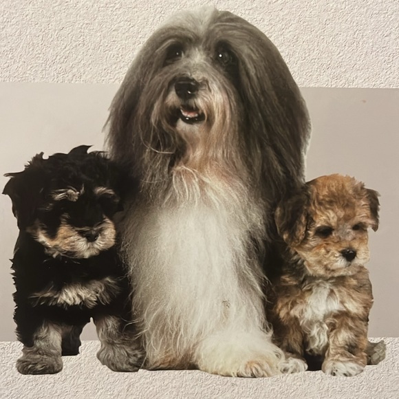 "Havanese" A Kennel Club Book - Picture 3 of 5